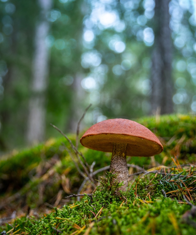 树林的蘑菇图片