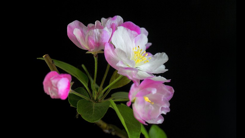 粉嫩淡雅的海棠花圖片