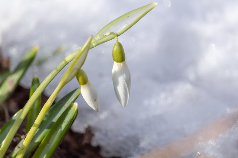 洁白清新的雪花莲图片