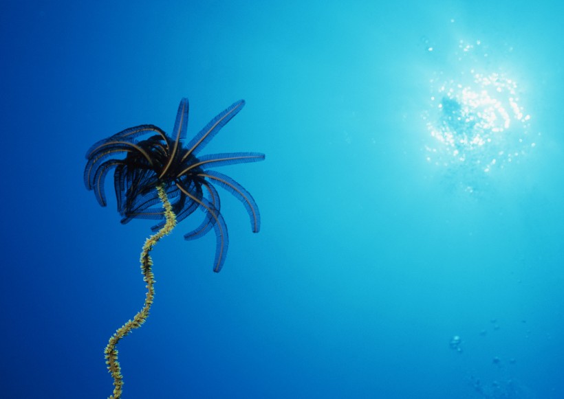 奇幻的海底生物图片