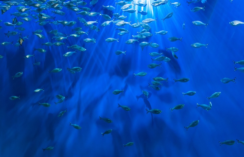 漂亮的水族馆海洋生物图片