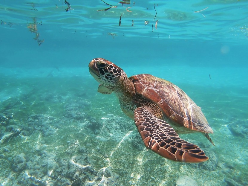 海洋里的海龜圖片