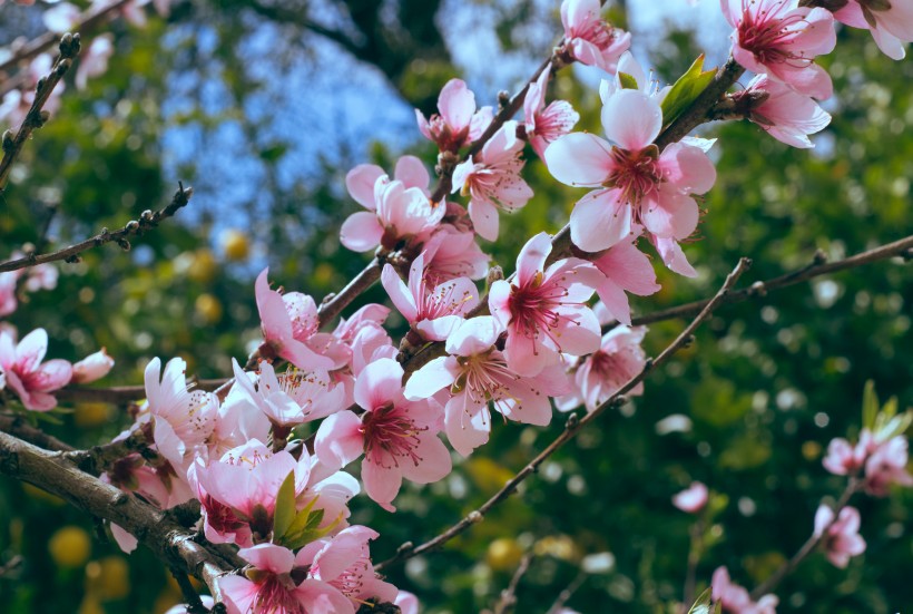 树梢上的樱花图片