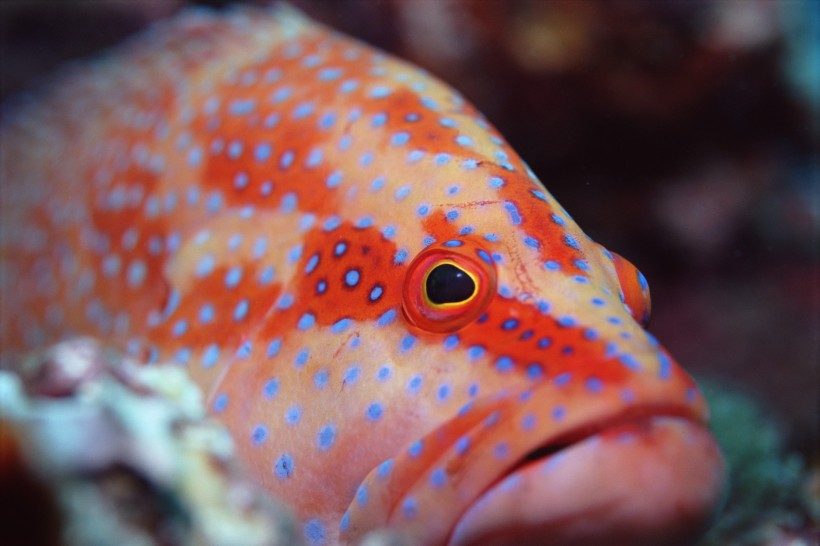 海洋鱼类生物特写图片