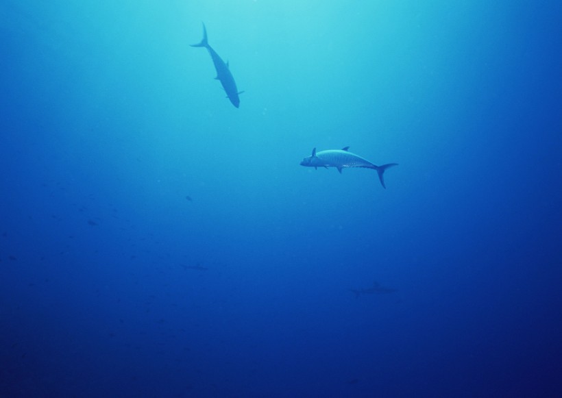 海底生物图片