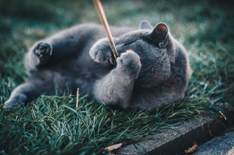 俄罗斯蓝猫图片