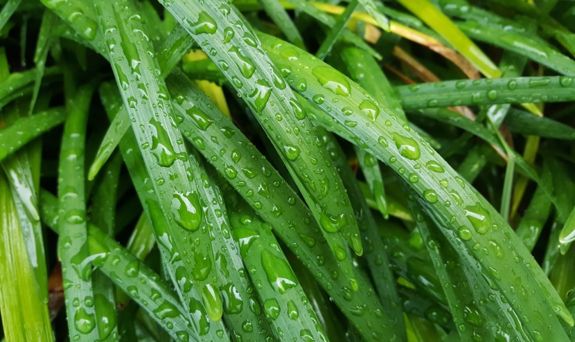 雨后的綠色植物圖片