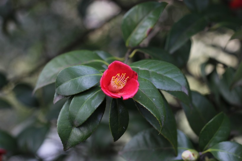 鐵海棠花圖片