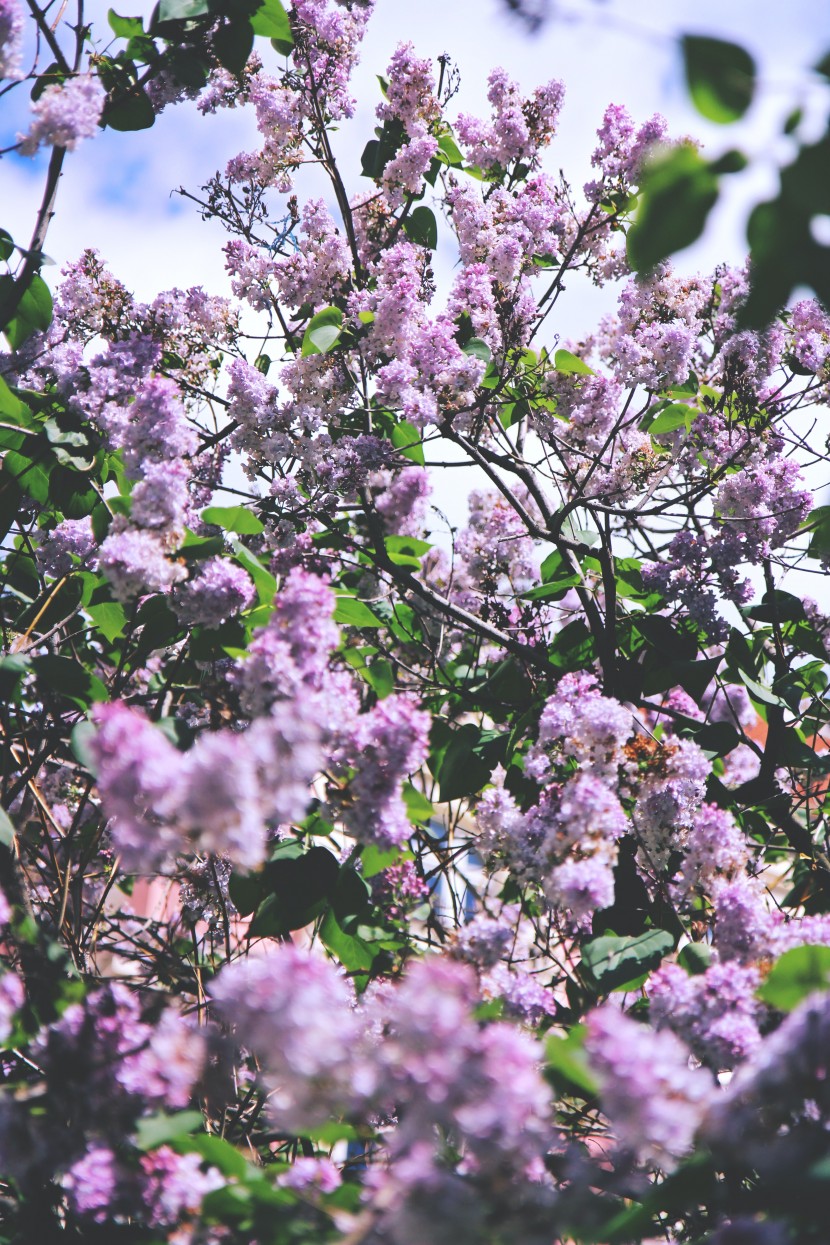 芳香宜人的丁香花图片