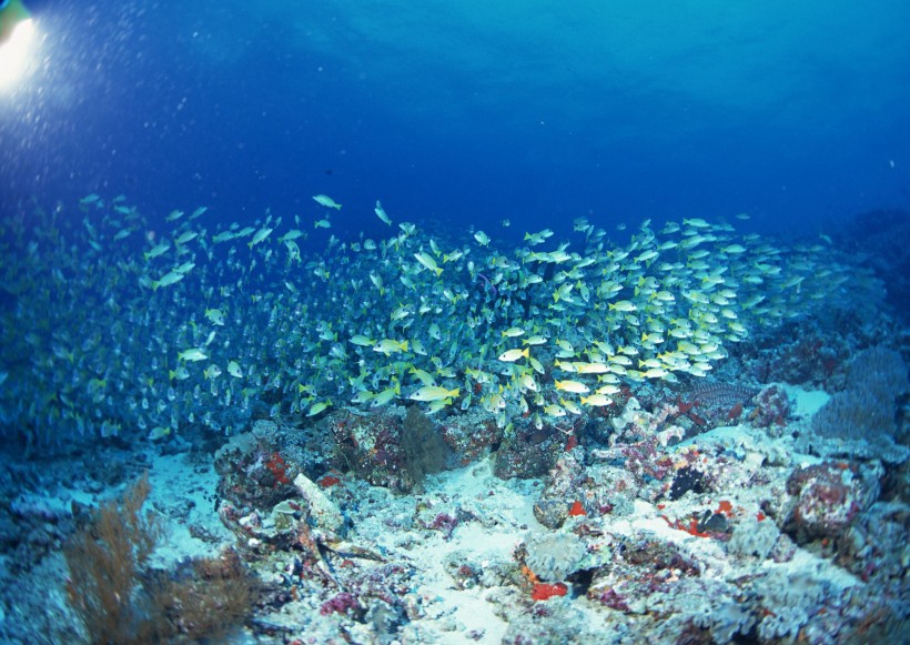 海底生物图片