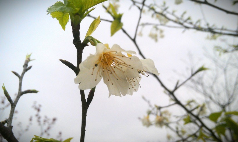 白色的桃花圖片