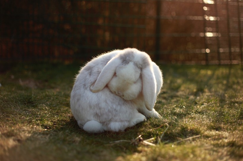 可爱的胖兔子图片