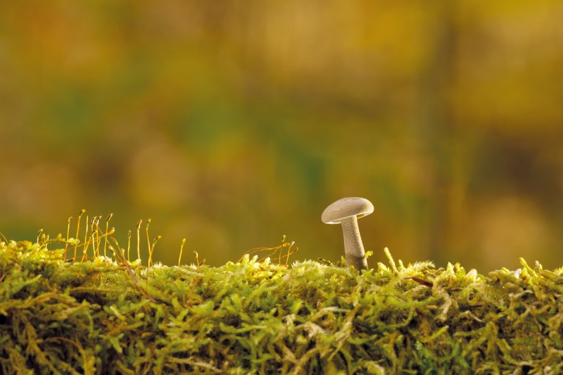 水生绿色青苔图片