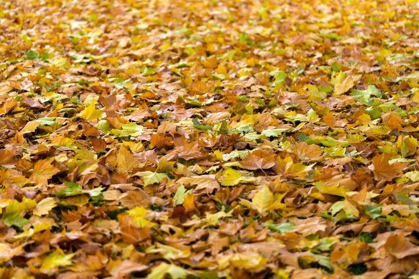 秋季金黄的树叶图片