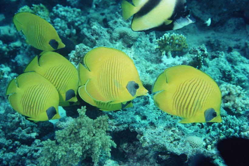 海洋鱼类生物特写图片