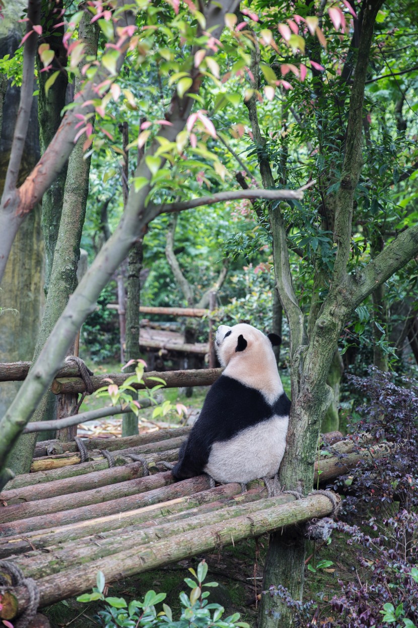 動物園里的國寶大熊貓圖片