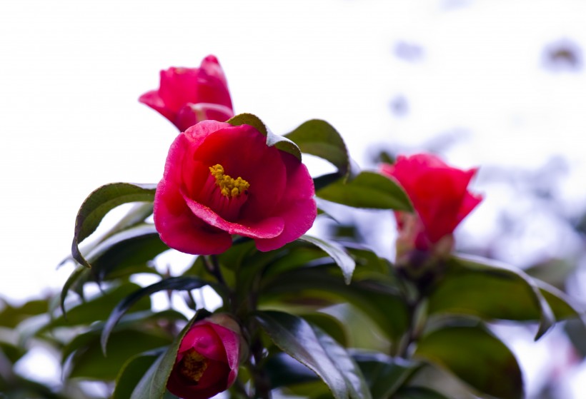 漂亮好看的山茶花图片