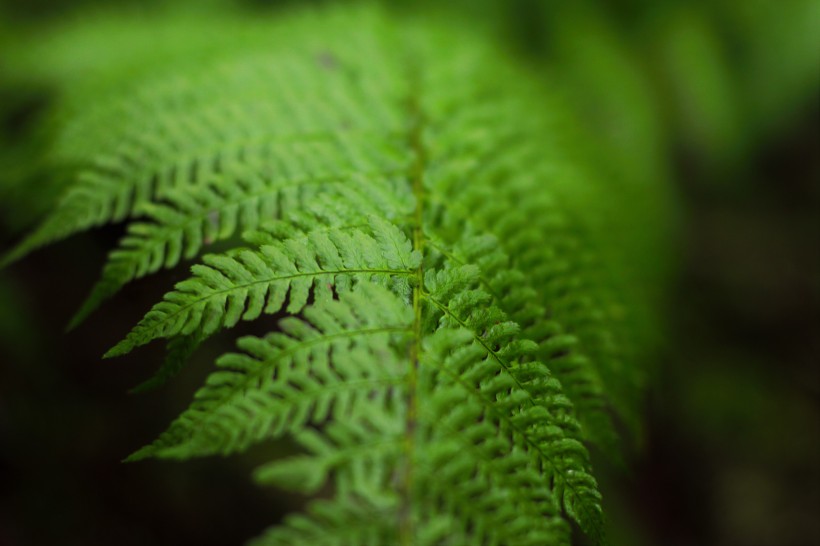 野生綠色蕨類植物圖片