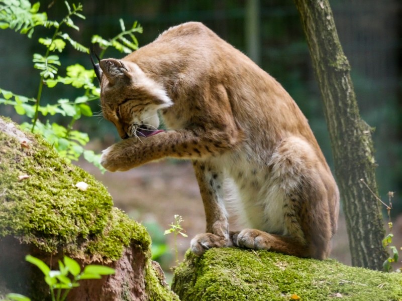 大型猫科动物猞猁图片