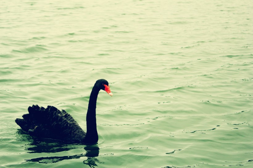 湖里的黑天鹅图片