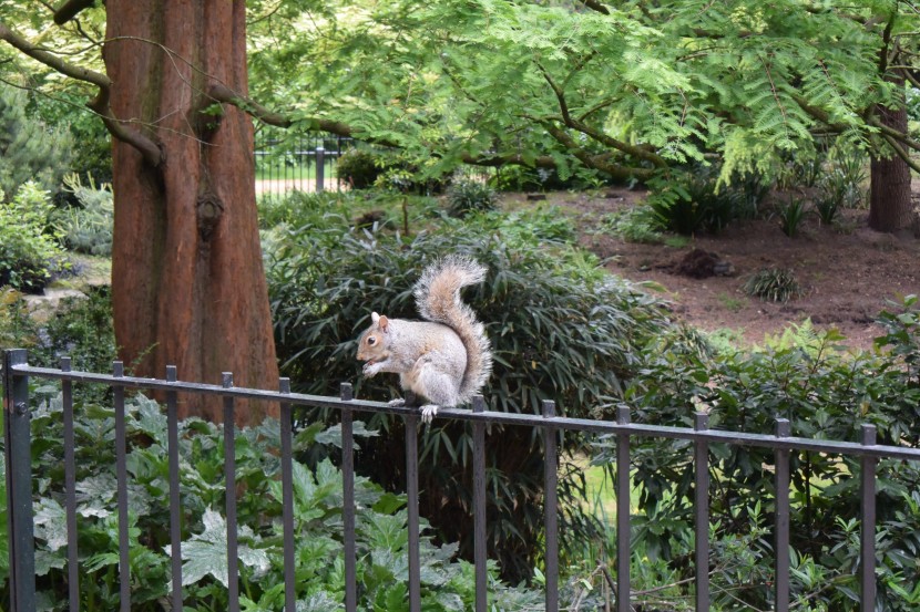 英國倫敦海德公園風(fēng)景圖片