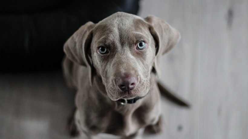 活泼忠诚的拉布拉多猎犬图片