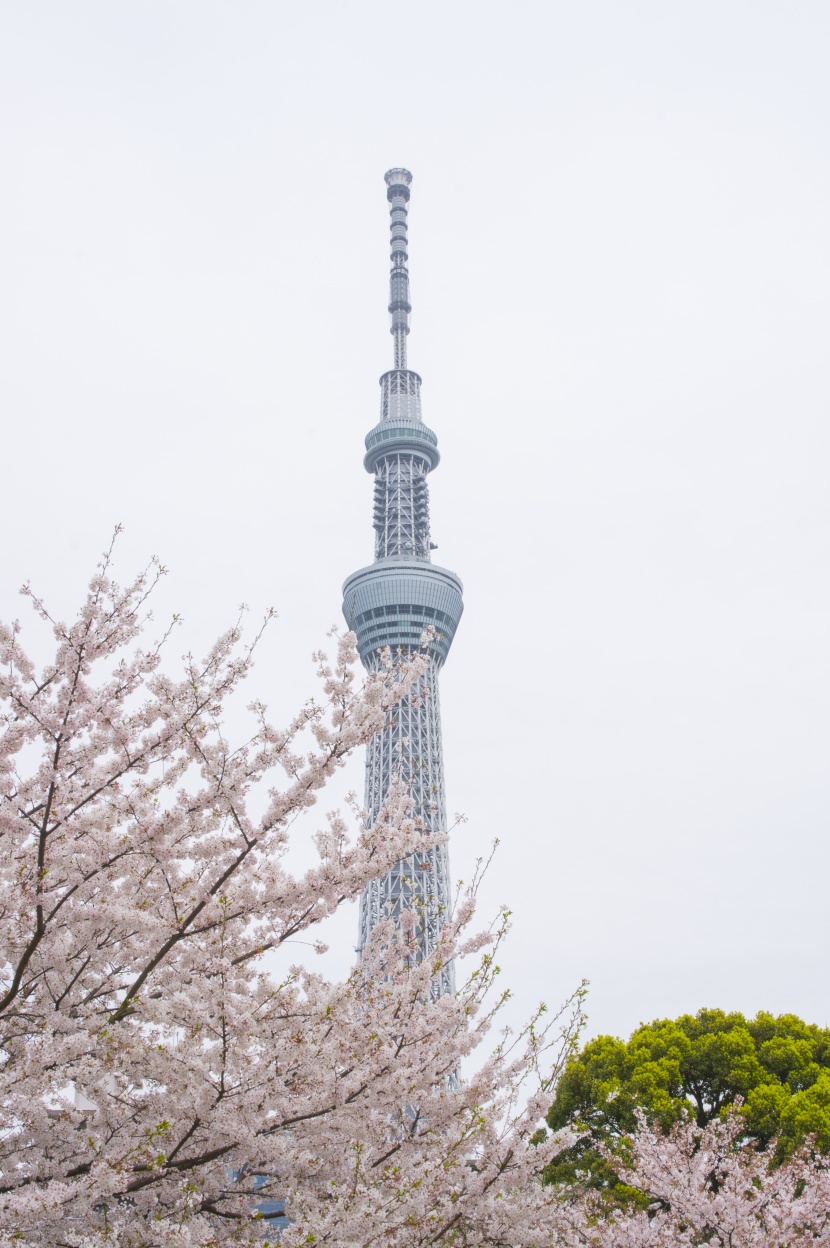 日本东京晴空塔建筑风景图片