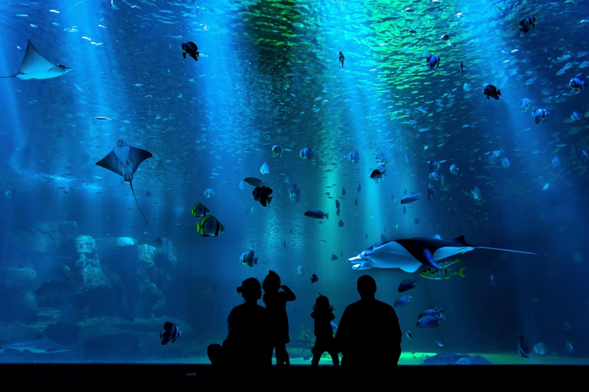 漂亮的水族馆海洋生物图片