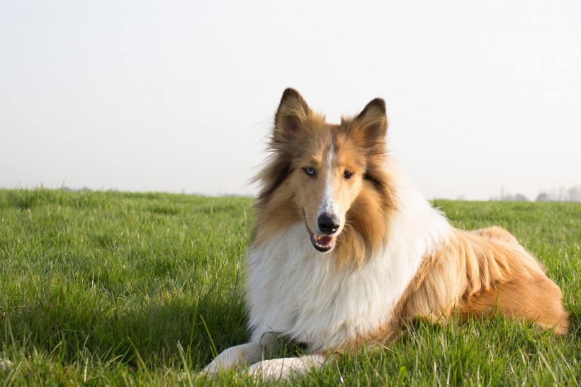  忠实可靠的乐蒂牧羊犬图片