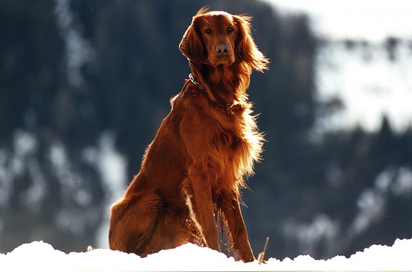 美丽的爱尔兰雪达犬图片