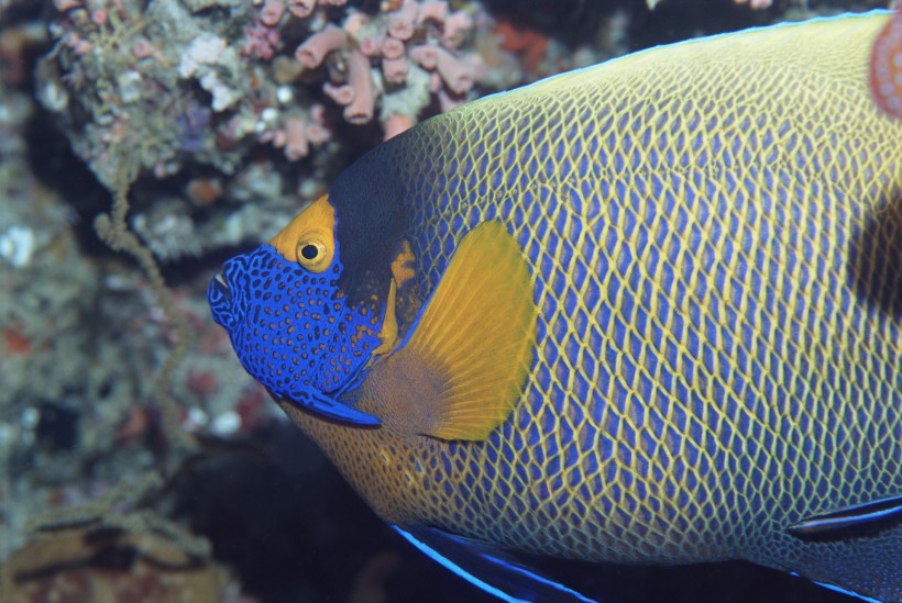 海洋鱼类生物特写图片