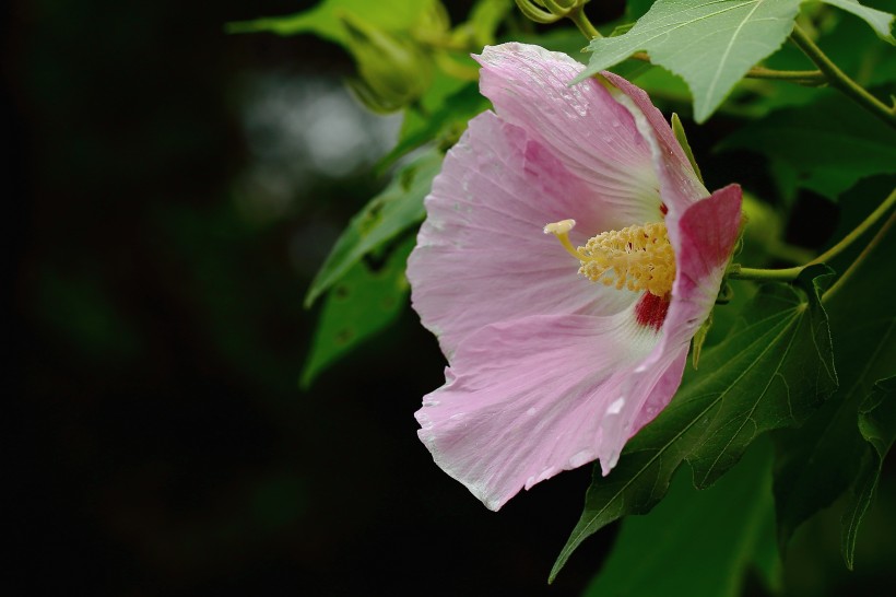 純潔的芙蓉花圖片