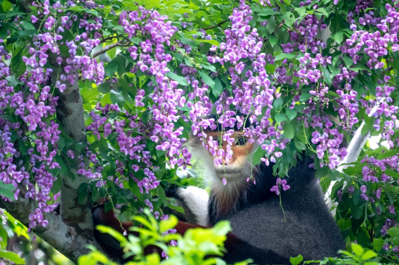 森林里的猴子圖片