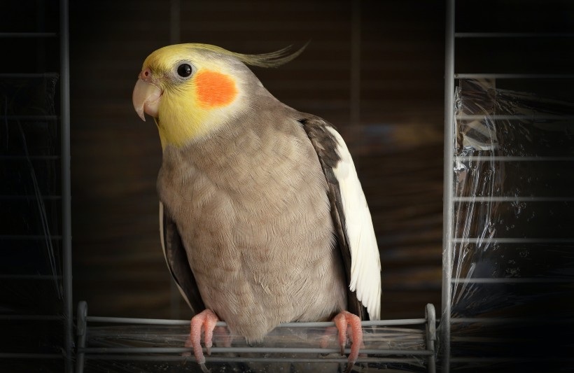 橙色脸颊的玄凤鹦鹉图片