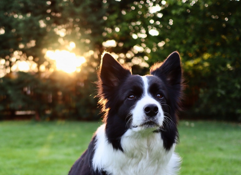 聪明敏锐的边境牧羊犬图片