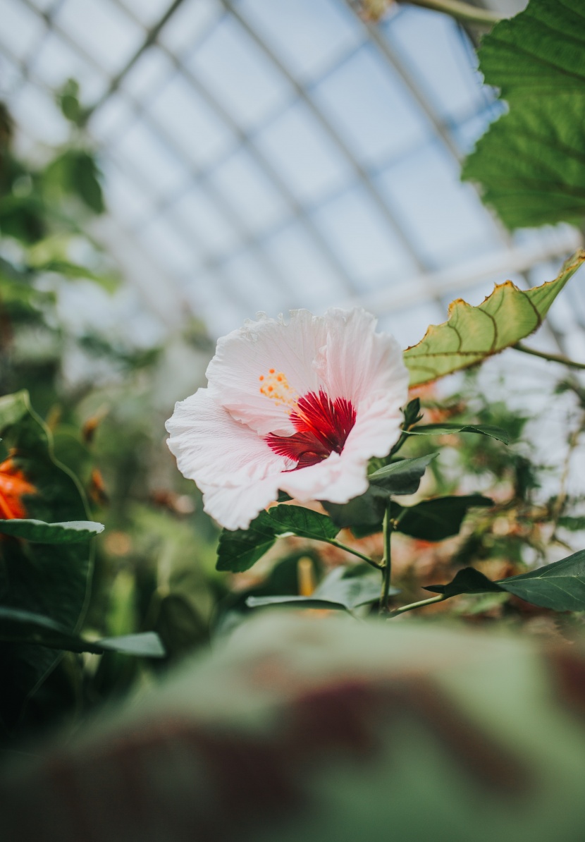 纤细清雅的芙蓉花图片