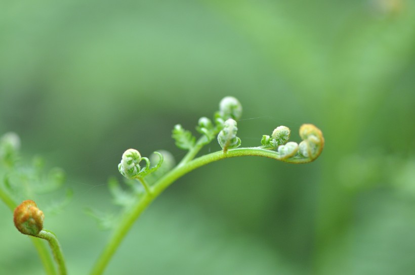 绿色的蕨菜图片