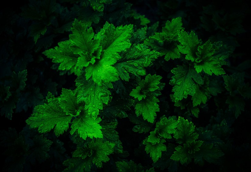 植物葉子上的水珠圖片