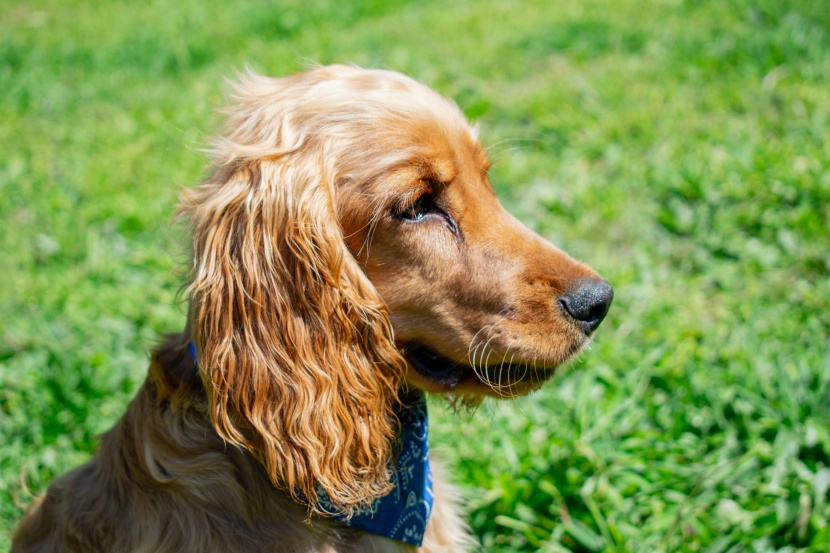 忠诚憨厚的可卡犬图片