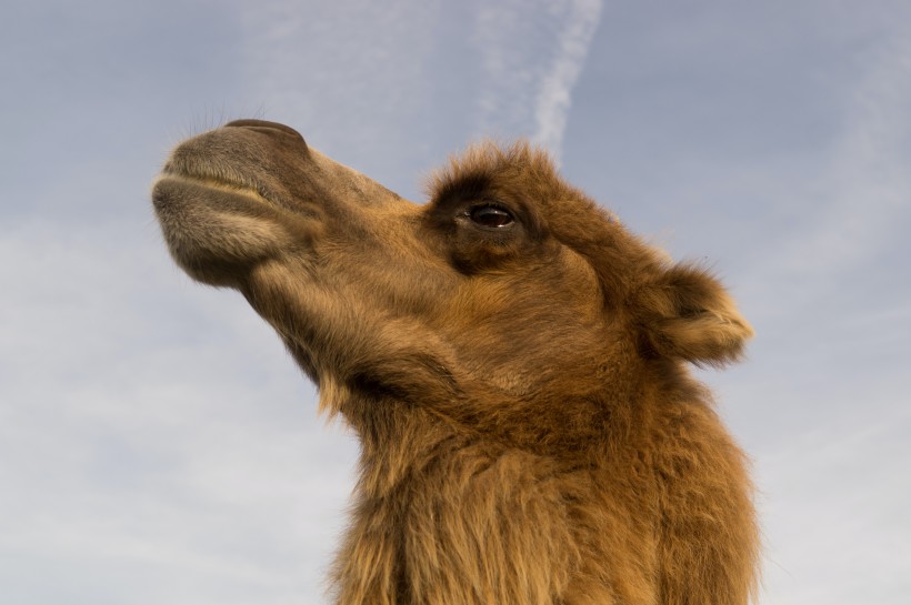 荒漠中耐旱的骆驼图片