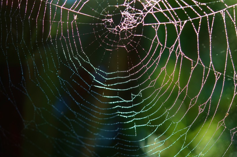 晶莹剔透的蜘蛛网图片