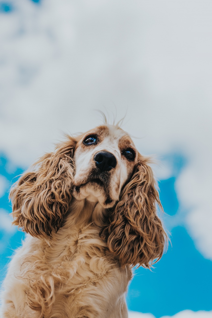 忠诚憨厚的可卡犬图片