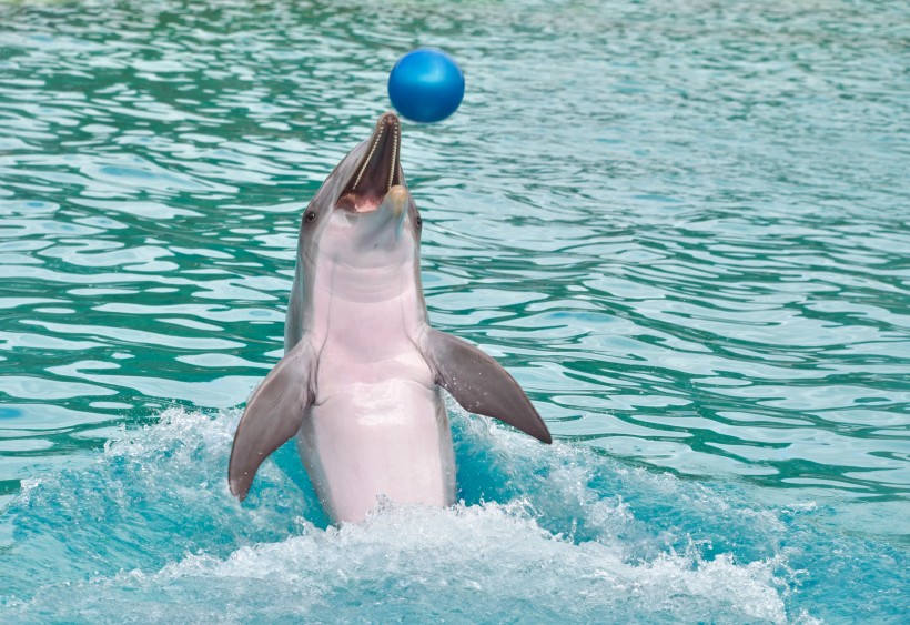 水族館里的海豚圖片