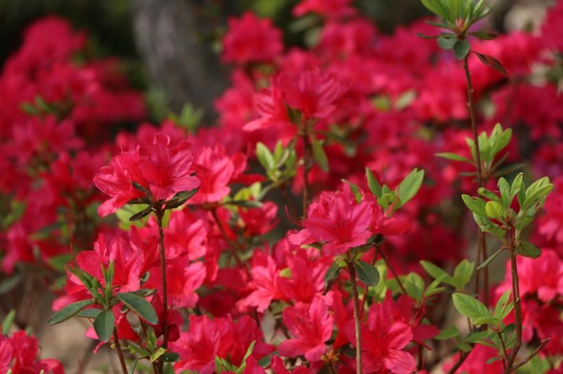 盛開(kāi)的紅色杜鵑花圖片