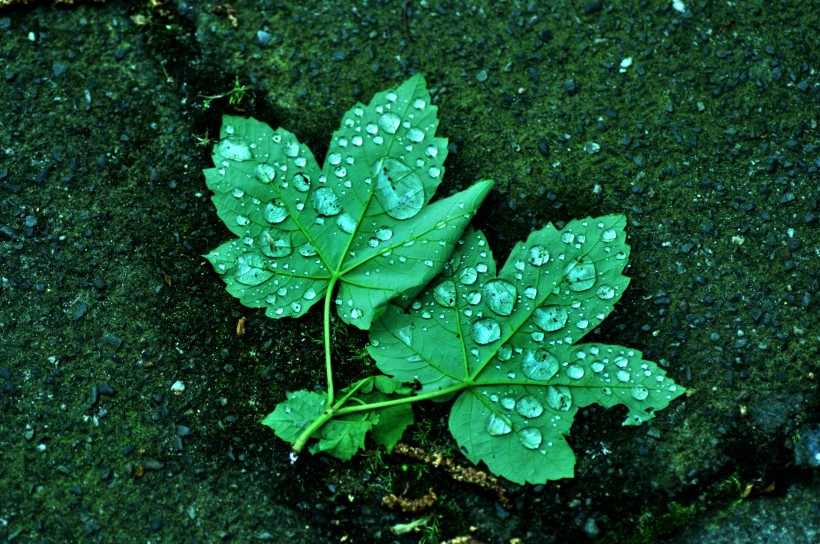 葉子上的小水珠圖片