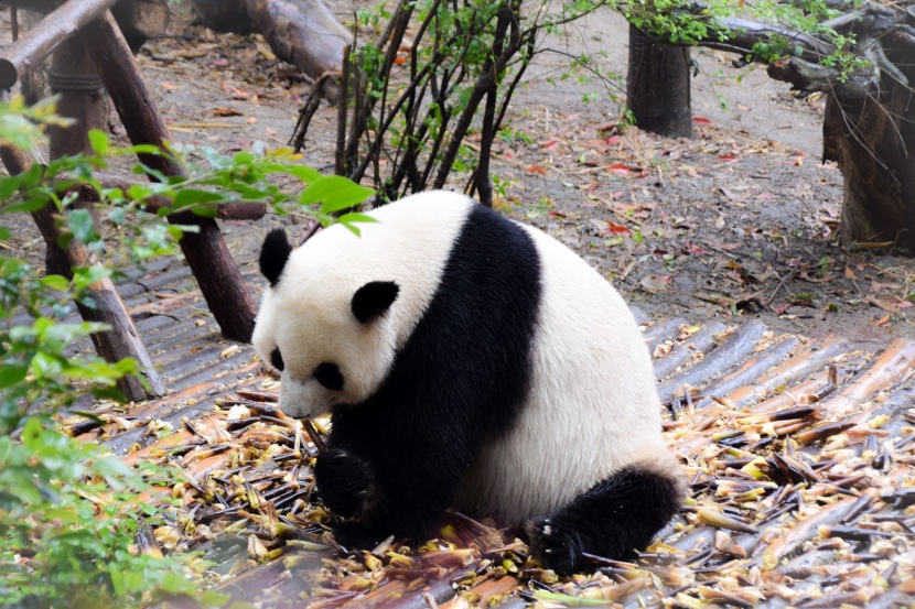 顽皮可爱的熊猫图片