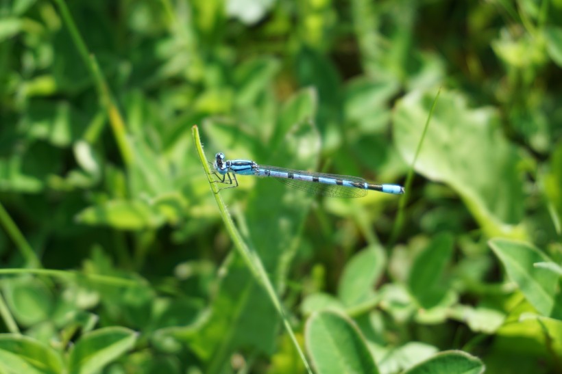 小巧可愛的蜻蜓圖片