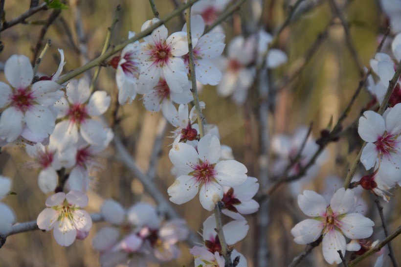 花團(tuán)錦簇的杏花圖片