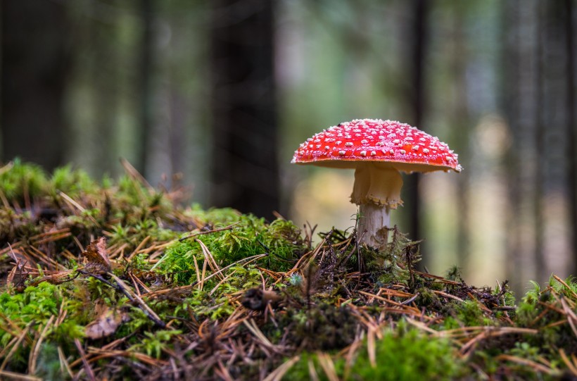 紅色毒蠅傘毒蘑菇圖片