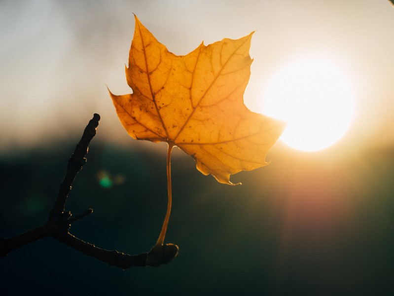 秋天紅色的楓葉圖片